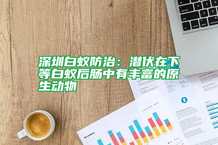 深圳白蟻防治:潛伏在下等白蟻后腸中有豐富的原生動物