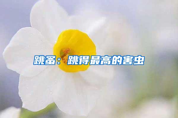 跳蚤:跳得最高的害蟲(chóng)
