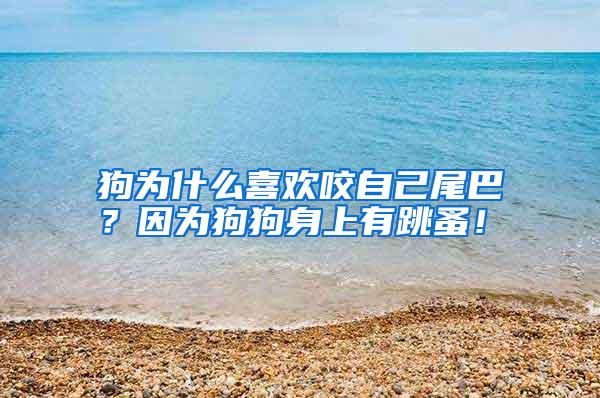狗為什么喜歡咬自己尾巴？因?yàn)楣饭飞砩嫌刑椋?/></p>
					 <p style=