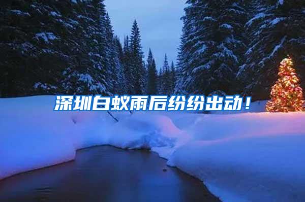 深圳白蟻雨后紛紛出動(dòng)！
