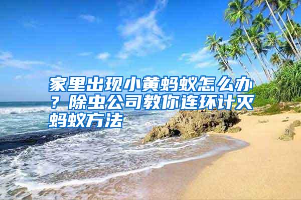 家里出現(xiàn)小黃螞蟻怎么辦?除蟲公司教你連環(huán)計(jì)滅螞蟻方法