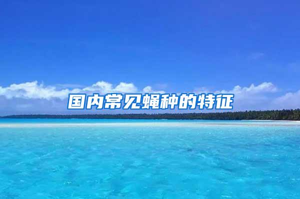 國內(nèi)常見蠅種的特征