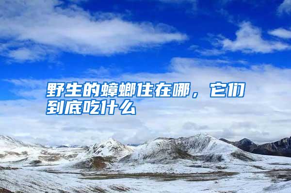 野生的蟑螂住在哪，它們到底吃什么