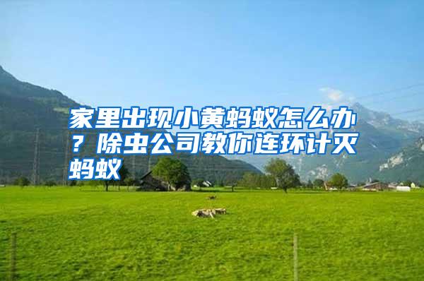 家里出現(xiàn)小黃螞蟻怎么辦?除蟲公司教你連環(huán)計(jì)滅螞蟻