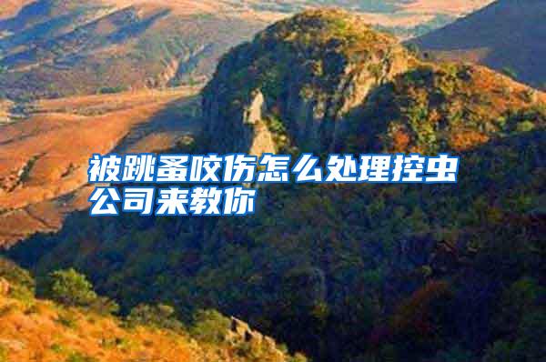 被跳蚤咬傷怎么處理控蟲(chóng)公司來(lái)教你
