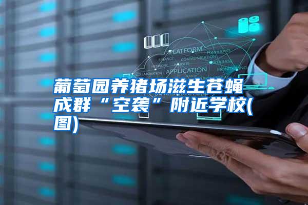 葡萄園養(yǎng)豬場(chǎng)滋生蒼蠅 成群“空襲”附近學(xué)校(圖)