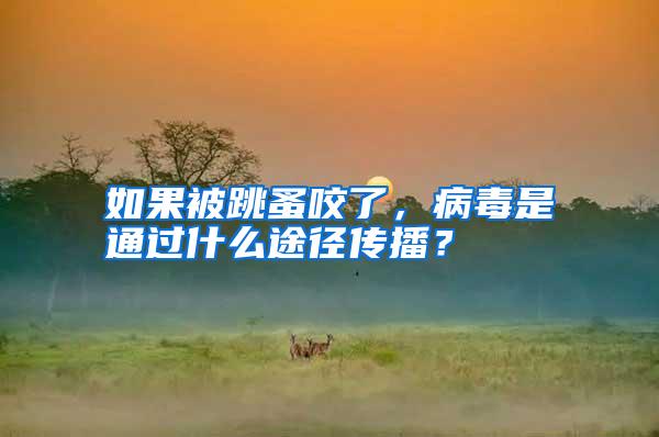 如果被跳蚤咬了,病毒是通過什么途徑傳播?