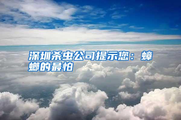深圳殺蟲(chóng)公司提示您:蟑螂的最怕