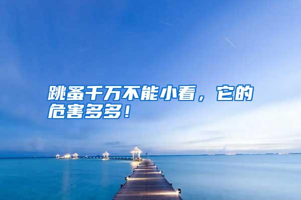 跳蚤千萬(wàn)不能小看,它的危害多多!
