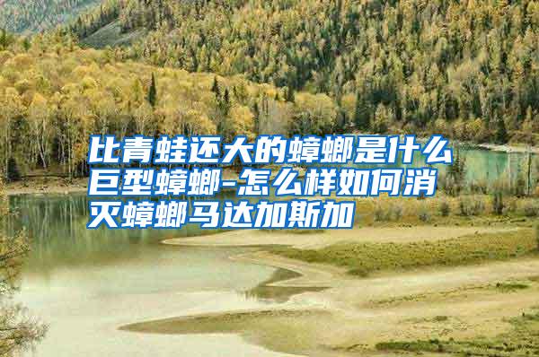 比青蛙還大的蟑螂是什么巨型蟑螂-怎么樣如何消滅蟑螂馬達加斯加