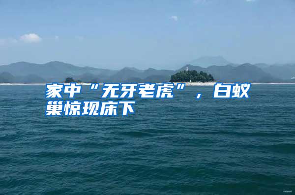 家中“無牙老虎”,白蟻巢驚現(xiàn)床下