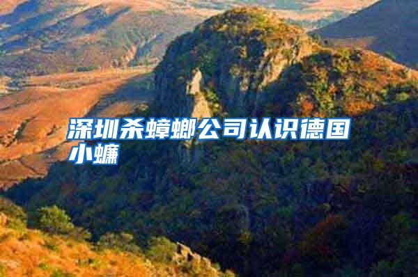 深圳殺蟑螂公司認識德國小蠊