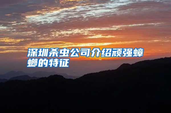 深圳殺蟲公司介紹頑強(qiáng)蟑螂的特征