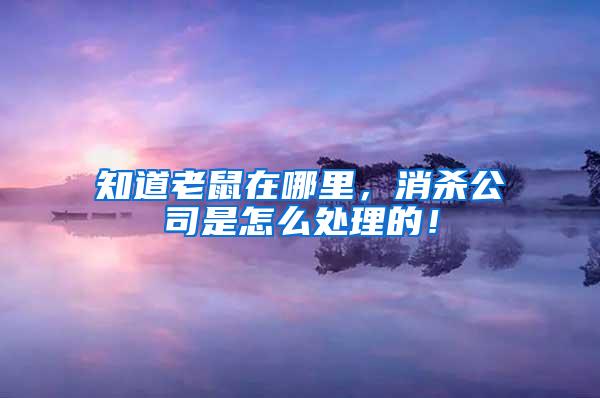 知道老鼠在哪里，消殺公司是怎么處理的！