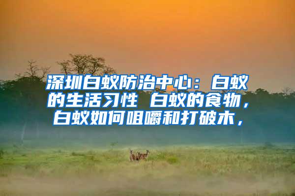 深圳白蟻防治中心：白蟻的生活習(xí)性 白蟻的食物，白蟻如何咀嚼和打破木，