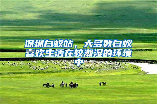 深圳白蟻站，大多數(shù)白蟻喜歡生活在較潮濕的環(huán)境中
