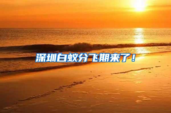 深圳白蟻分飛期來了！