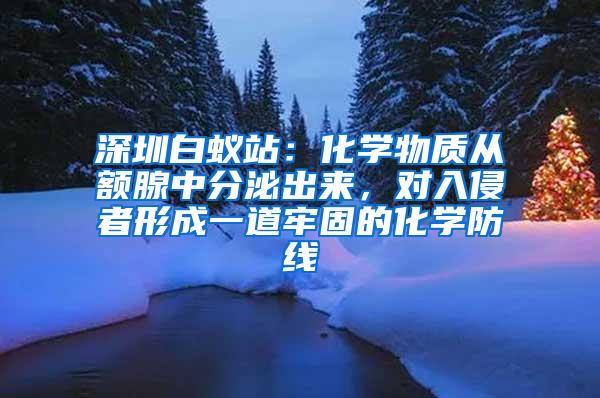 深圳白蟻站：化學物質(zhì)從額腺中分泌出來，對入侵者形成一道牢固的化學防線