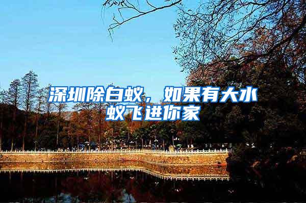 深圳除白蟻，如果有大水蟻飛進你家